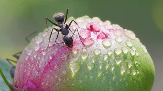 蚂蚁在阳光照耀的芍药花苞上的露珠间爬行