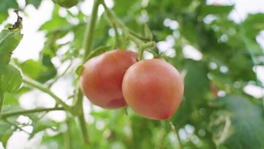 番茄西红柿种植基地