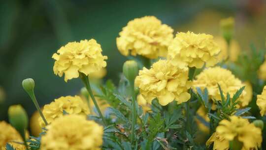 康乃馨，黄色的花，花，叶子