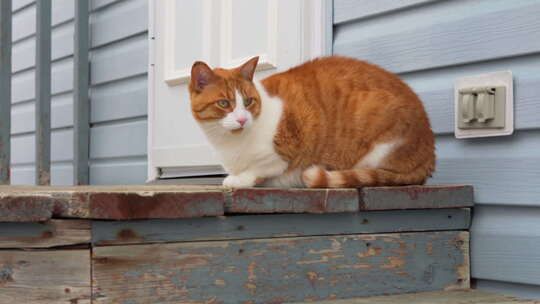 猫坐在外面的木台阶上