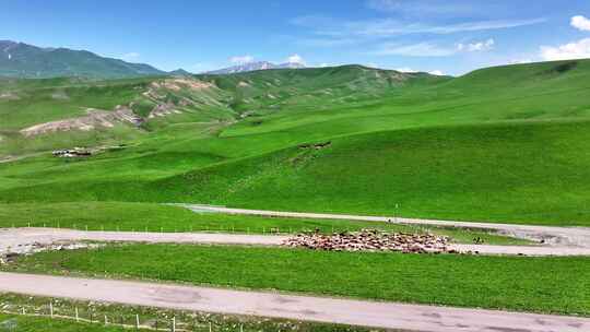 新疆伊犁唯美草原羊群航拍（托乎拉苏）7