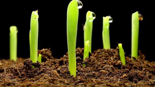 自然界中植物幼苗破土而出到茁壮成长
