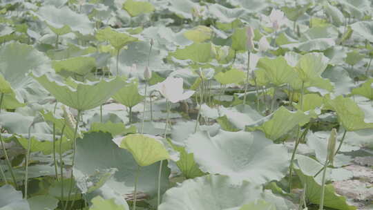 池塘里生长的的荷花盛开的何花slog3实拍