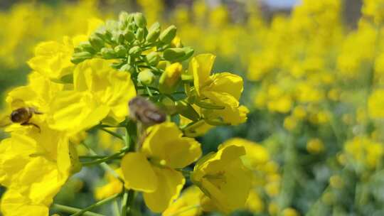蜜蜂采食金黄的油菜花