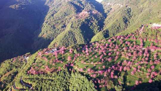 云南大理无量山樱花谷日出冬樱花和茶园航拍