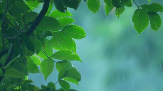 森林树叶下雨