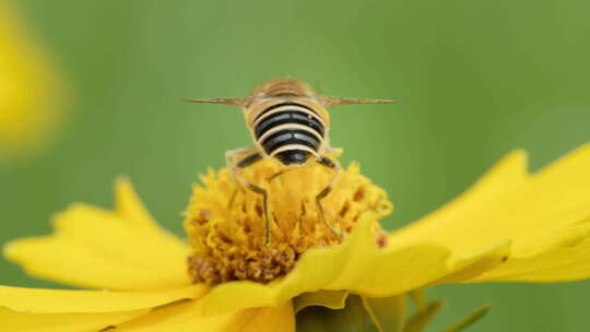 春天金鸡菊花朵蜜蜂采蜜微距