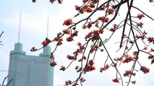 城市高楼旁盛开的木棉花