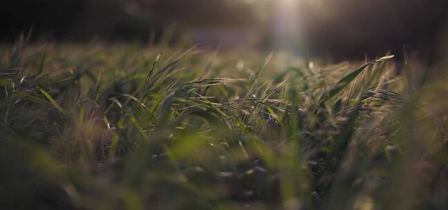 阳光下的草地