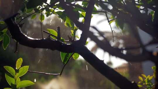 透过阳光的小雨