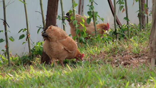 农家院子里的土鸡母鸡