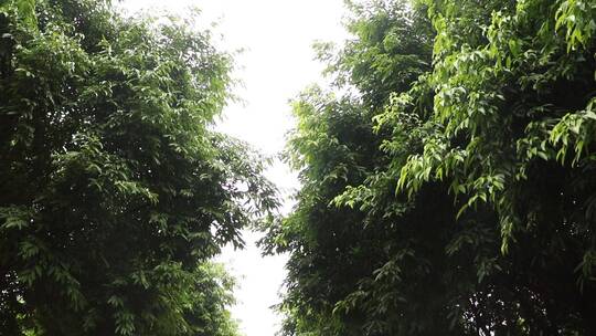 雨后的林间小道