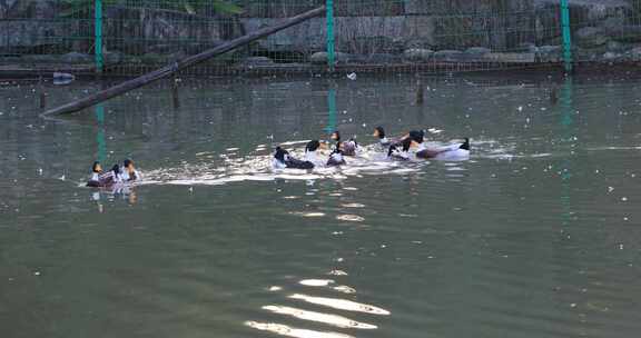 鸭子戏水游泳阳光湖水