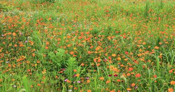 田野中的格桑花海