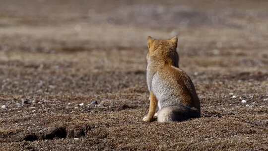 高清实拍青海野生动物藏狐狸视频素材模板下载