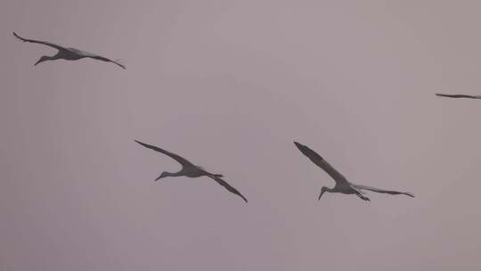 晨雾中的白鹤群3视频素材模板下载