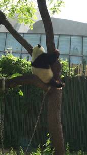 北京大熊猫在动物园翻跟头玩耍