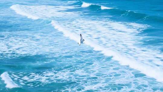 海面上飞翔的海鸥