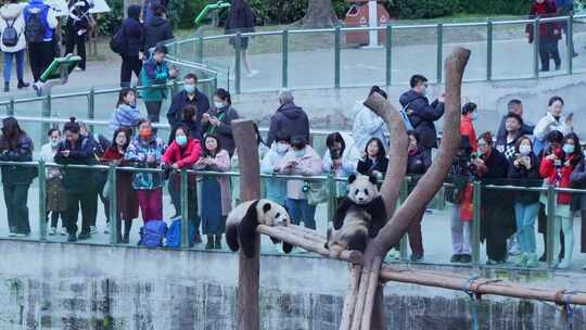 动物园游客参观拍摄大熊猫视频合集