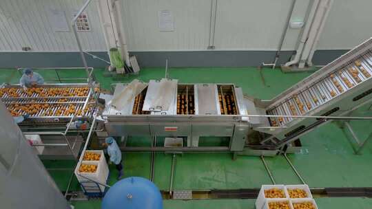 工厂橘子加工流水线作业场景