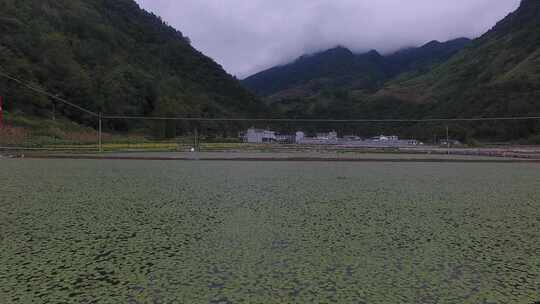 雷波马湖莼菜