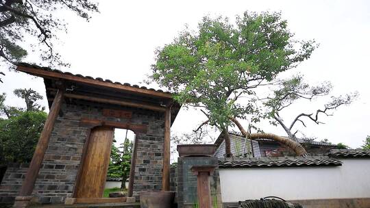 私家小院盆景盆栽苗木绿化空境合集2