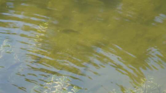 鱼苗小鱼野生鱼类麦穗鱼池塘水沟水下