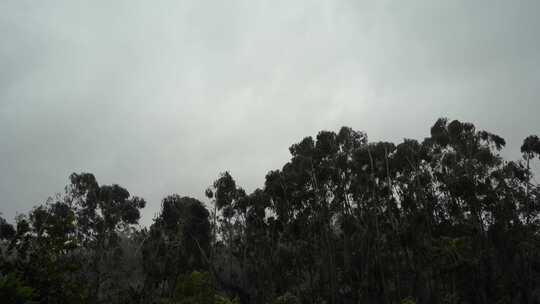 台风森林狂风暴雨风吹树林风吹雨打树木下雨视频素材模板下载