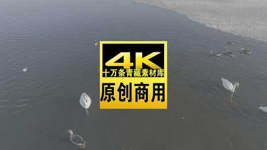 青海青海湖湖面飞鸟航拍视频高清在线视频素材下载