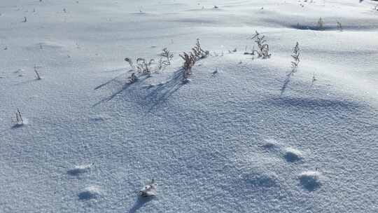 北方雪地野草视频素材模板下载