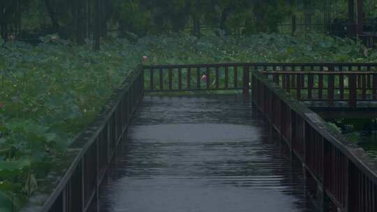 荷花池边下雨的走道雨景雨水雨季