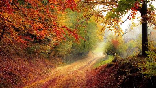 秋天秋雨 冲刷着落叶 流淌在树林小道