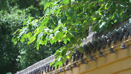 武汉洪山区宝通禅寺皇家寺院