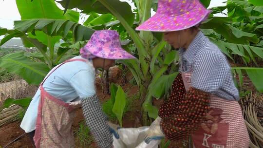 农业施肥农民劳动芭蕉香蕉种植园锄地视频素材模板下载