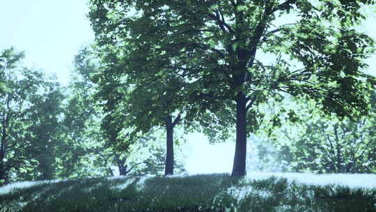 高高的树木和充满活力的绿草构成的宁静景观
