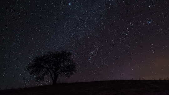 星空与银河在老树剪影上移动