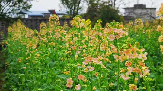 油菜花春天油菜花海油菜花田菜花花海