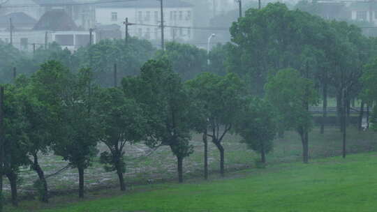 台风暴雨中的绿地树林