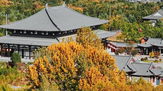 航拍南京江北新区汤泉镇惠济寺千年古银杏树视频素材模板下载