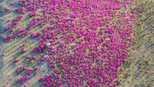 扎兰屯杜鹃花 4k高清视频