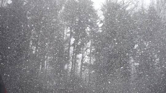 大雪雪花从天空飘落到森林树木 慢镜头