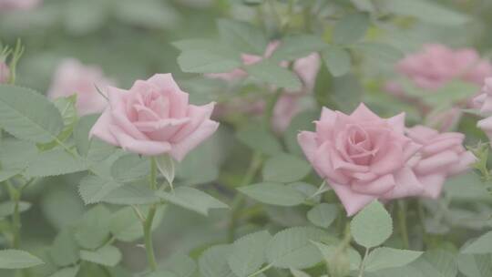 花卉种植LOG视频素材