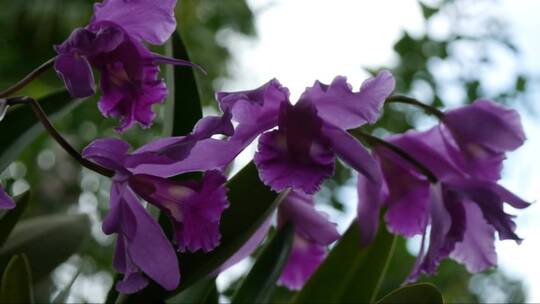 花园里的紫色兰花视频素材模板下载