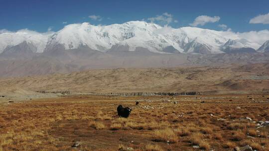 新疆帕米尔高原公格尔九别峰雪山风光