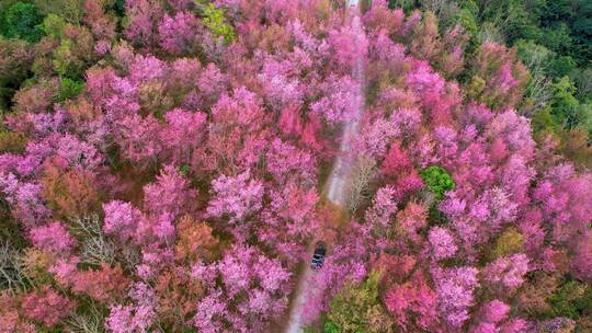 航拍樱花盛开的山林