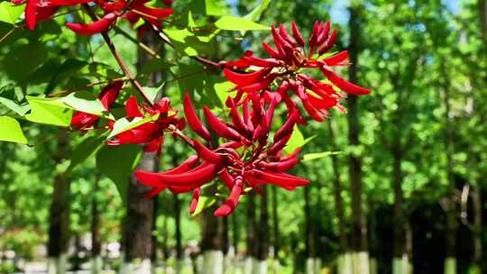 龙牙花