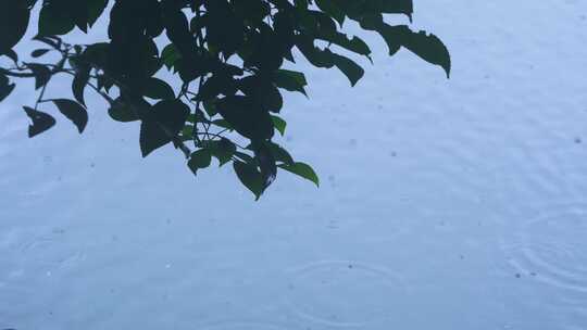 下雨中雨植物公园水花雨滴雨季