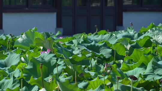 武汉武昌区沙湖公园月榭