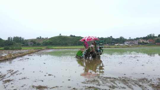 水稻 插秧田视频素材模板下载