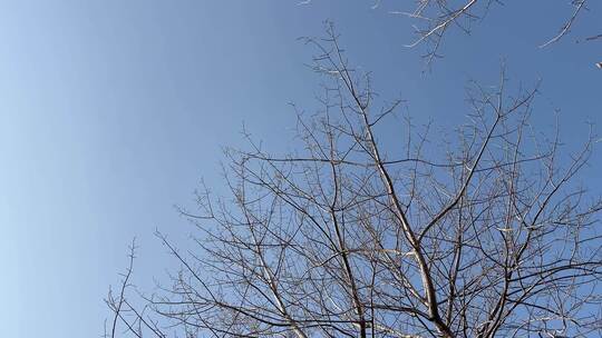 蓝色天空下的枯树枝视频素材模板下载